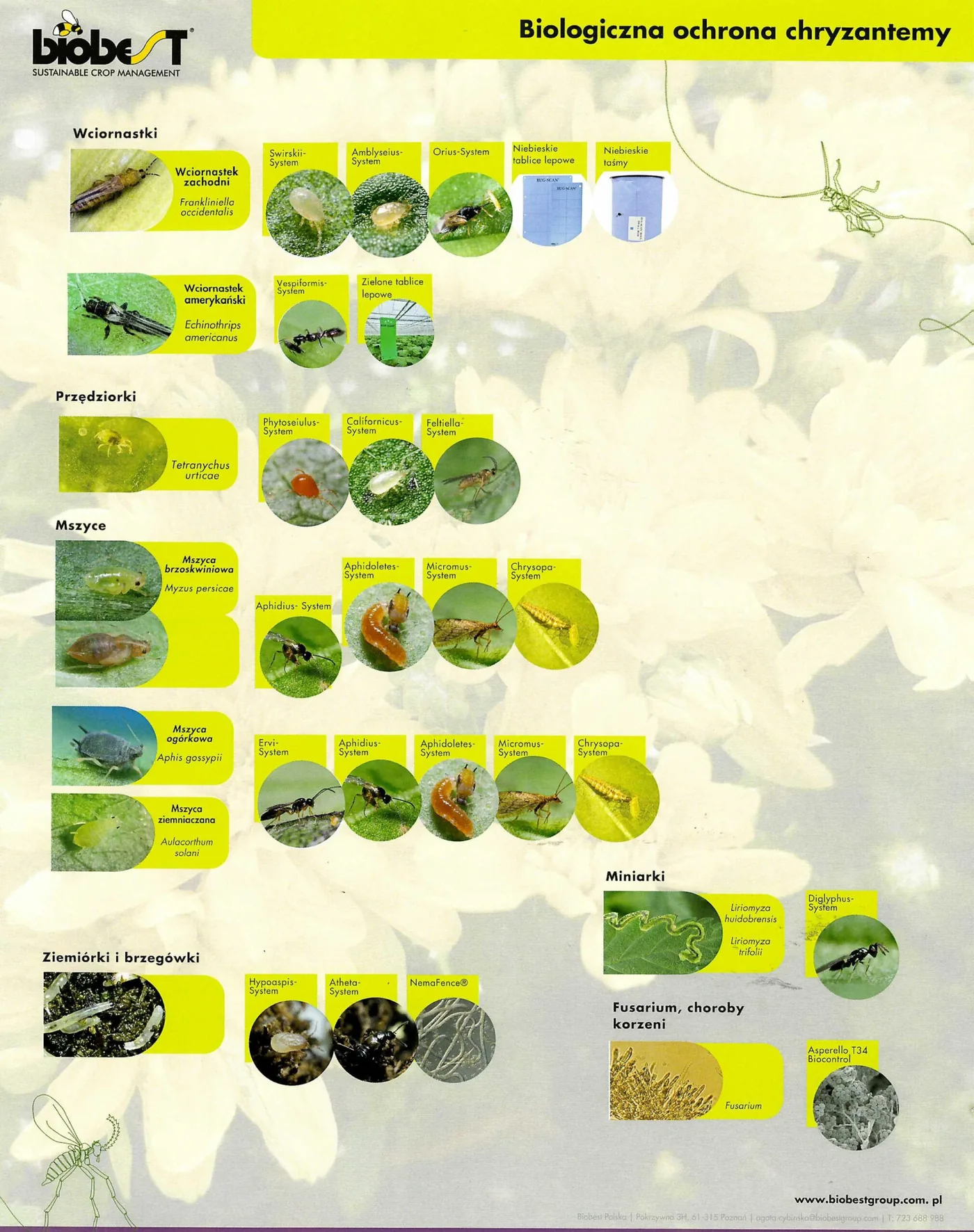 Infografika Biobest: szkodniki chryzantem i pożyteczne owady stosowane w ochronie biologicznej