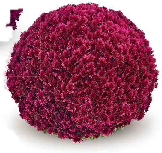 Chryzantema Aduro Purple