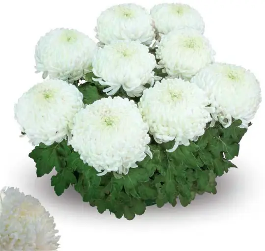 Chryzantema Agora Blanc