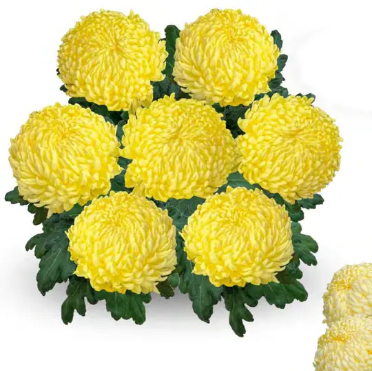 Chryzantema Agora Jaune