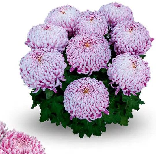 Chryzantema Agora Mauve