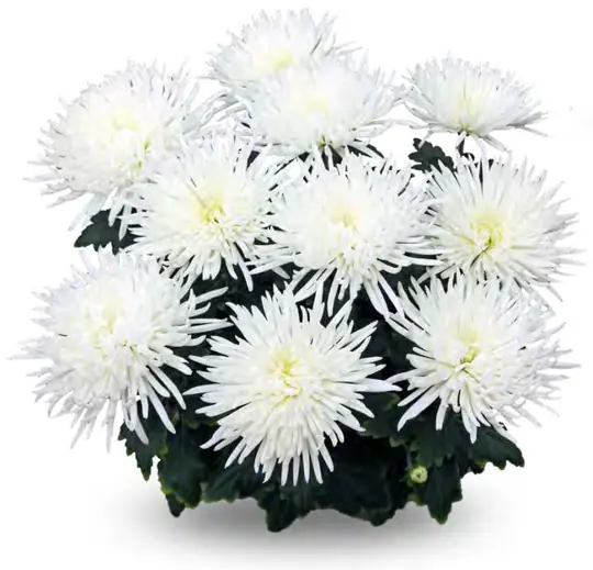 Chryzantema Alaka White