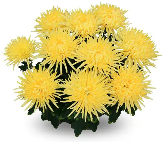 Chryzantema Alaka Yellow
