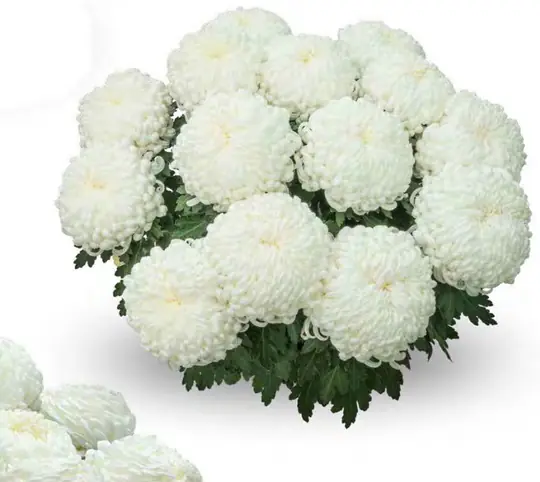 Chryzantema Antares Blanc