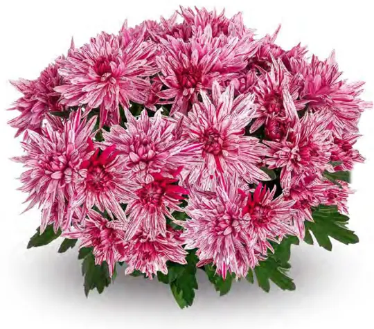 Chryzantema Artistic Jeff Pink