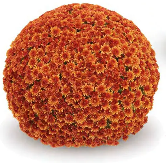 Chryzantema Baria Orange