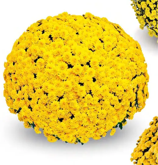 Chryzantema Baria Yellow