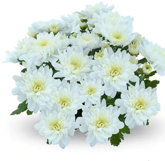 Chryzantema Beatles White