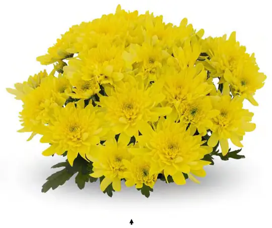 Chryzantema Beatles Yellow