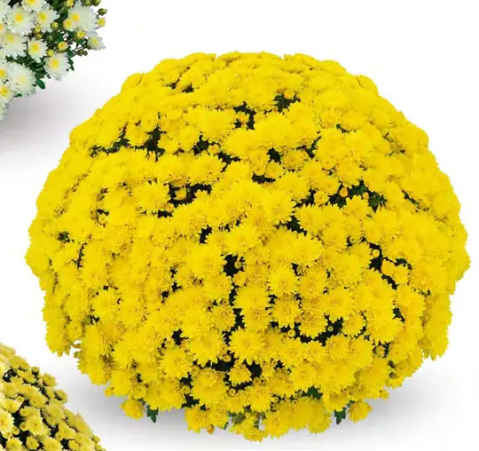 Chryzantema Bellac Yellow