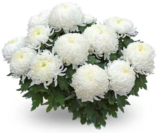 Chryzantema Bilkis