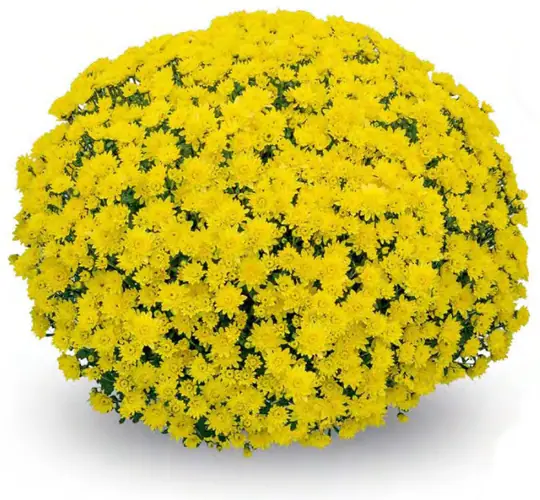 Chryzantema Blanchett Yellow