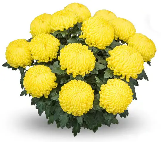 Chryzantema Caracas Jaune