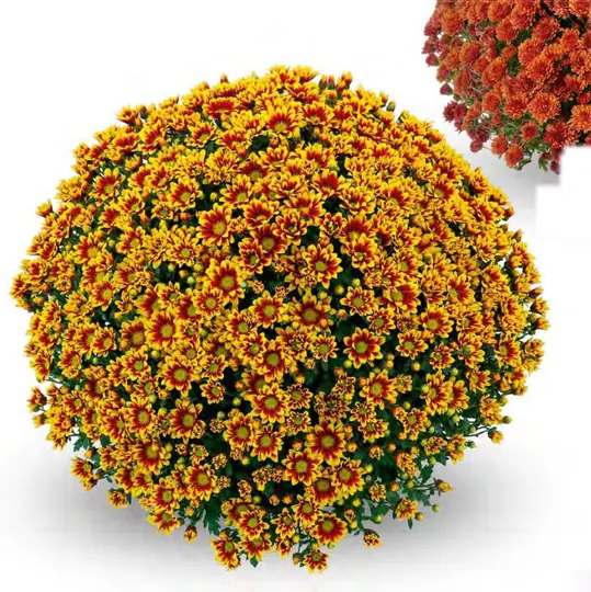 Chryzantema Ciotat