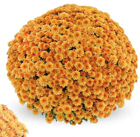 Chryzantema Cognac Orange