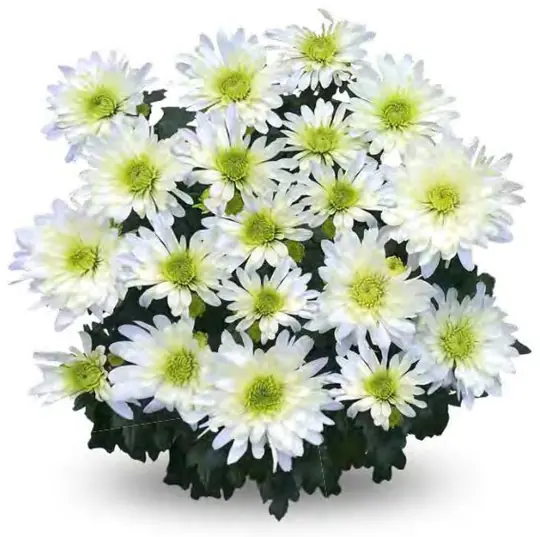 Chryzantema Curuba White