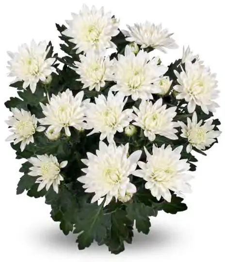 Chryzantema Da Vinci White