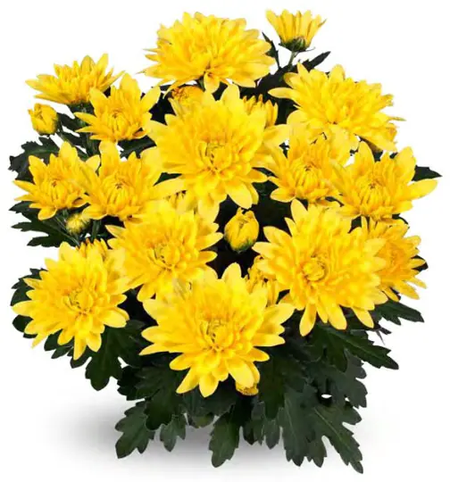 Chryzantema Da Vinci Yellow