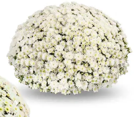 Chryzantema DeNiro White