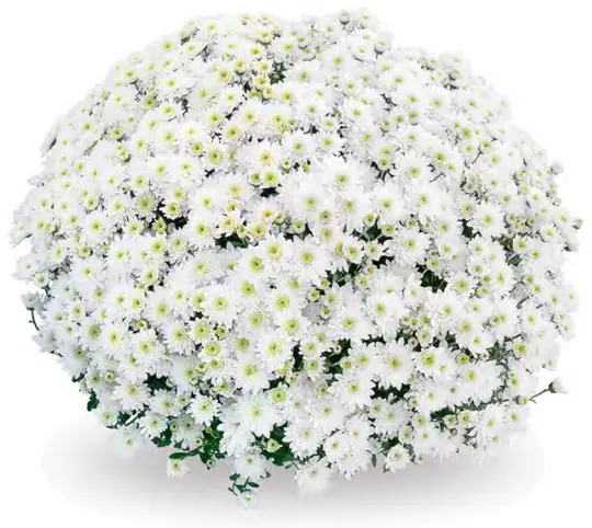 Chryzantema Diva Blanc