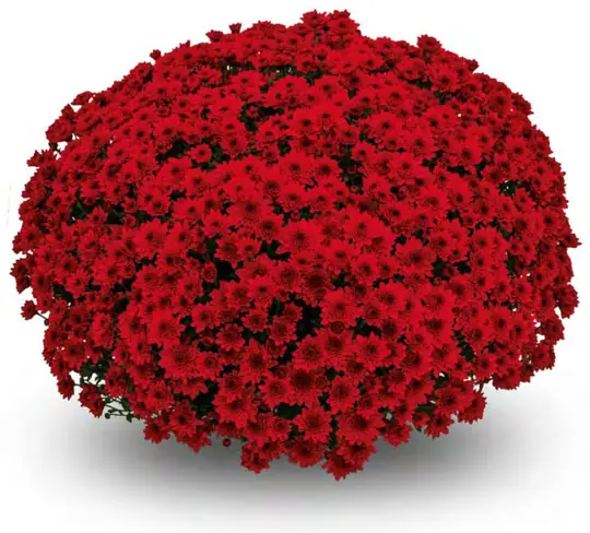 Chryzantema Diva Rouge