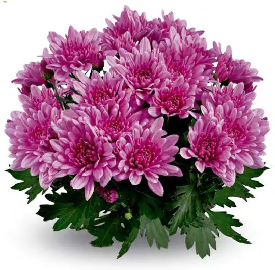 Chryzantema Dynamic Pink Dark