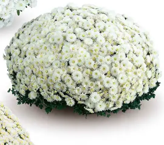 Chryzantema Elda White