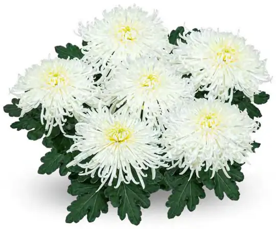 Chryzantema Electro Blanc
