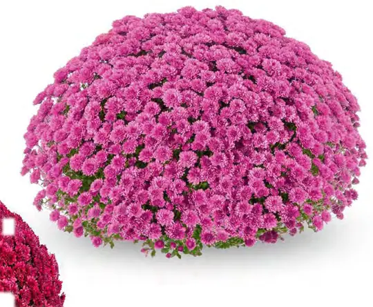 Chryzantema Encanto Pink