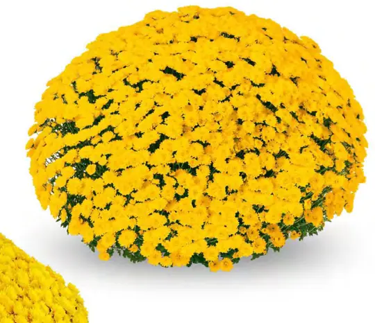 Chryzantema Encanto Yellow