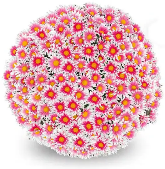Chryzantema Fanfan Light