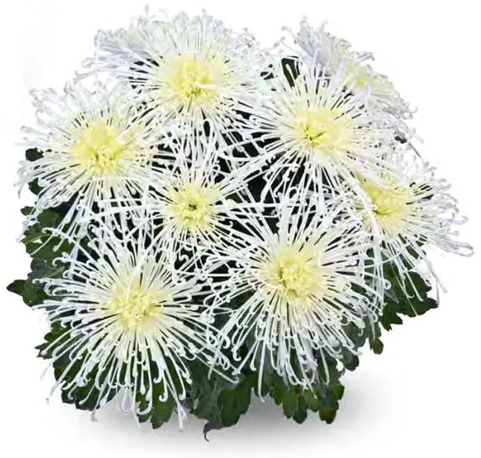 Chryzantema Fireworks Cream