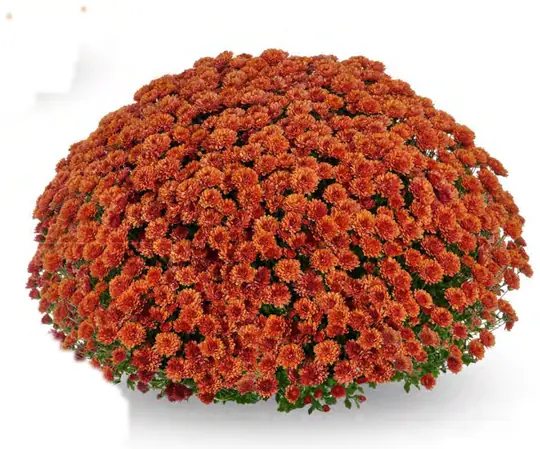 Chryzantema Frejus Orange