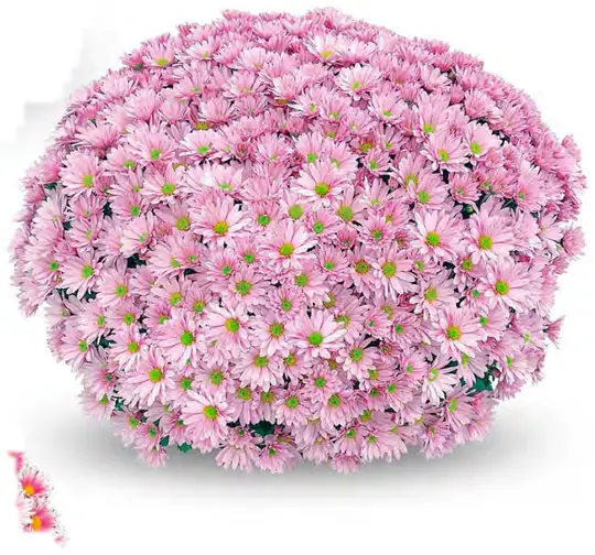 Chryzantema Frejus Pink