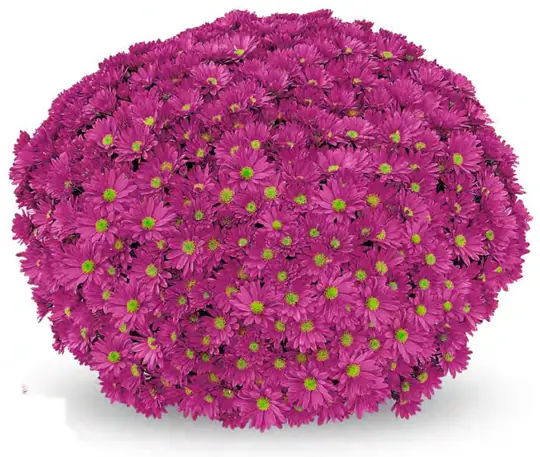 Chryzantema Frejus Purple