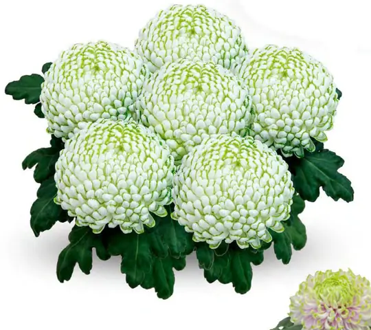 Chryzantema Greenstar