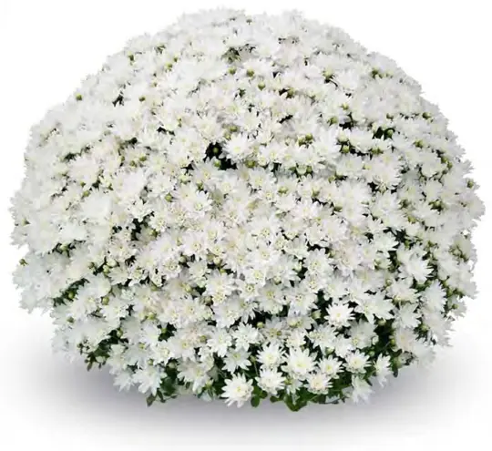 Chryzantema Inuit Blanc