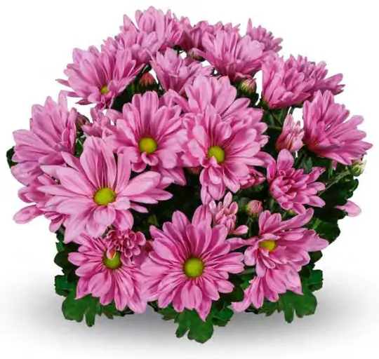 Chryzantema Jackson Pink