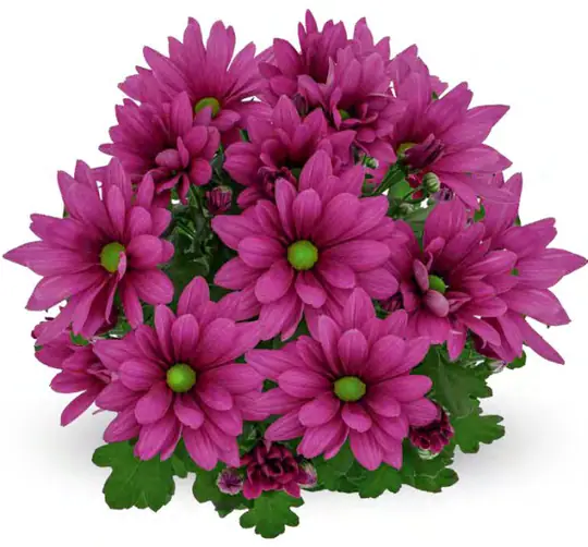 Chryzantema Jackson Purple