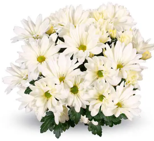 Chryzantema Jackson White