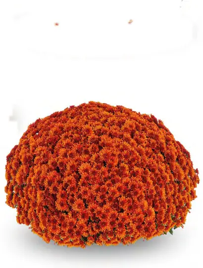Chryzantema Jasoda Dark Orange