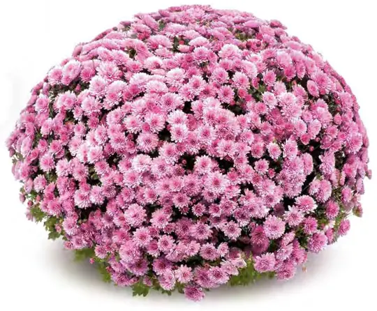 Chryzantema Jasoda Dark Pink