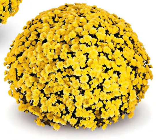 Chryzantema Jasoda Dark Yellow