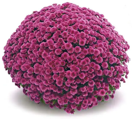 Chryzantema Jasoda Purple