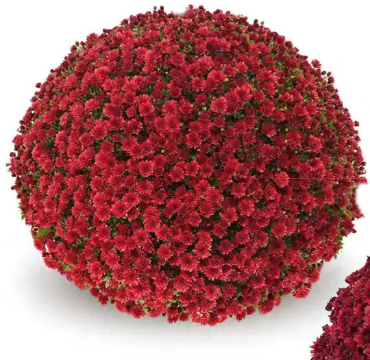 Chryzantema Jasoda Red