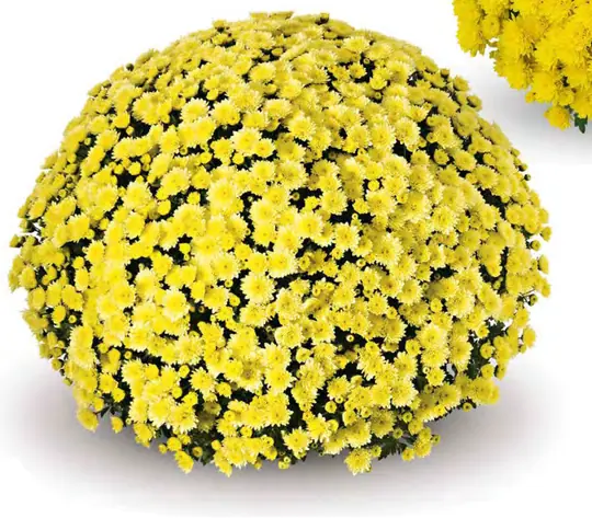 Chryzantema Jasoda Yellow