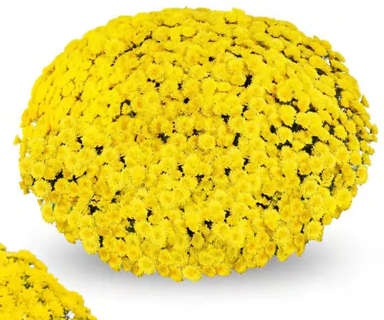 Chryzantema Kira Yellow