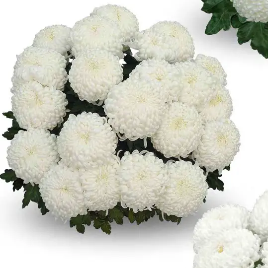 Chryzantema Komodo Blanc