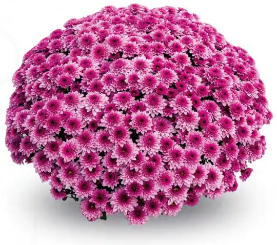 Chryzantema Koori Pink
