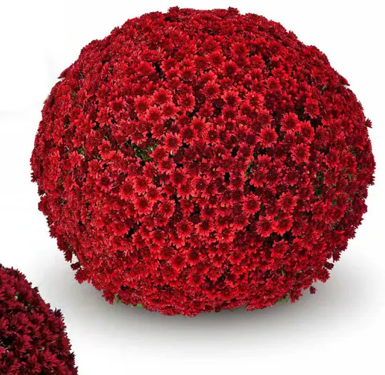 Chryzantema Koori Red